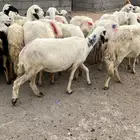 رخال دفع