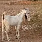 ماعز جفره احتمال مضرع من تيس قبرصي والله اعلم مافي الارحام