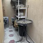 ستاند ببغاء