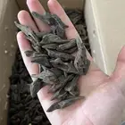 عود بنتلي فاخر