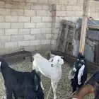 جفره بيشيه حبص