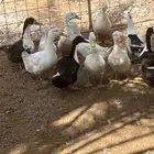 بط بكيني