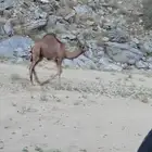 قعدان