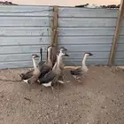 وز عراقي