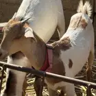 عناق و تيسين