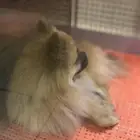 كلب بومرينيان للبيع