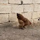 برهاما لبيع