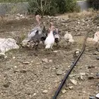 دجاج رومي