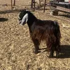 تيوس وطليان ثلاجه حلال بر مشروط