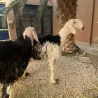 شياه نجد صنف تم البيع