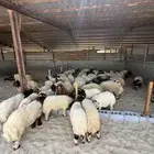 غنم نعيم بلدي