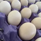 بيض بلدي طازج يوميا