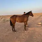 فرس
