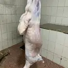 حري للبيع طليان رخال ذبايح ضيوف ذبائح ثلاجه مناسبات