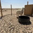 جذعه حريه طيبه