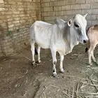قرين للبيع