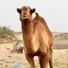 بعير مضمون من اي عيب السن ثني