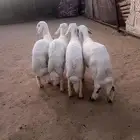 بهم
