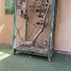 شبك طيور
