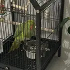 ببغاء دره للبيع