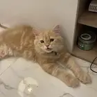 قطط