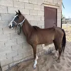 فرس شعبيه