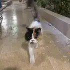 قطوة