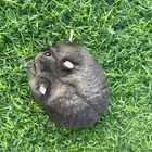 همستر للبيع