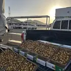 تمر سكري