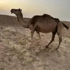 مدني كفو لقحة 10 شهور ( تم البيع )