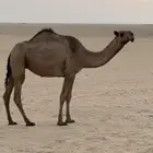 صفرا خفوت ام ثاني