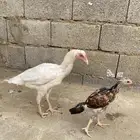 دجاجه سندي