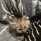 قط شيرازي