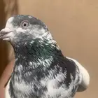 للبيع حمام بكستاني العدد 4