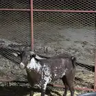 تيس اوشح ثني مشروط