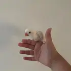 فرخ روز إينو للبيع