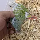 الحق على الزين فروخ كنيور