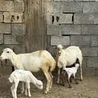 2 ضأن مناتيج