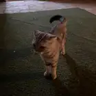 قط ضايع في المونسية