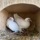 فروخ حمام فرنسى للبيع