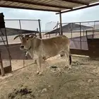 بقر