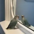 للبيع روز نهاية غر