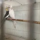 جوز كروان