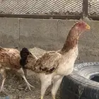 دجاج باكستاني