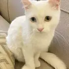قطة للتبنب