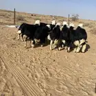 بهم نجد فاخر مراح واحد