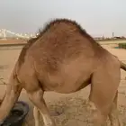 بكره