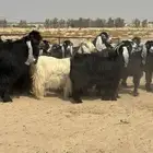 معزا عوارض