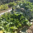 أشجار كوسه تأكله البعرين والغنم وبدون رش وكماوي ومقلع وجاه