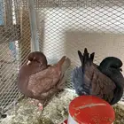 جوز كنق فاخر